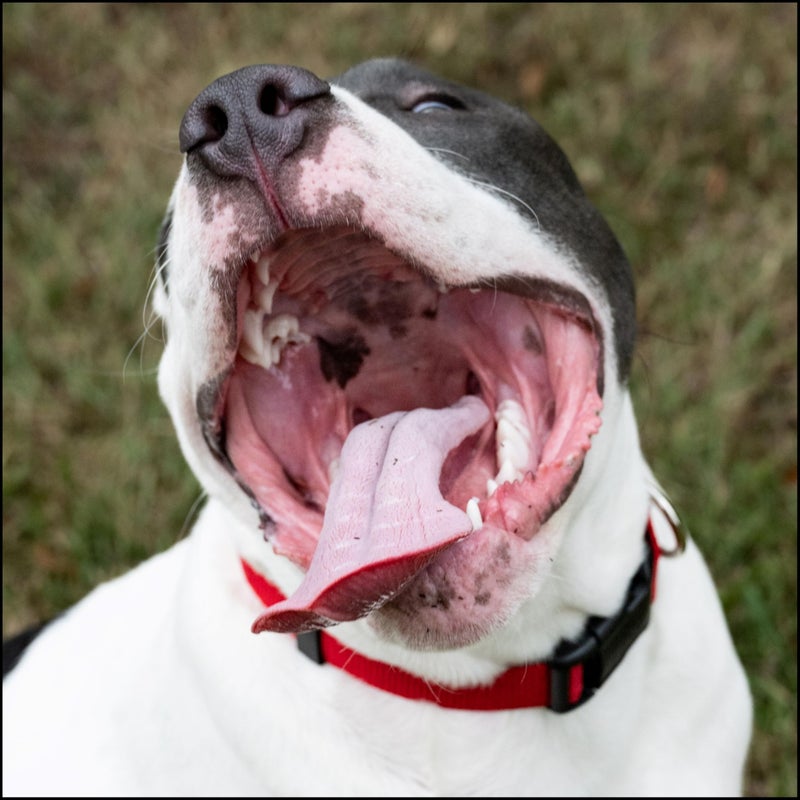 Country Brook Design Country Brook Petz - Everyday Nylon Dog Collar for Large, Medium, and Small Dogs and Puppies - for Everyday Use in 10+ Warm Colors (Medium, 3/4 Inch Wide, Red) - Image 3